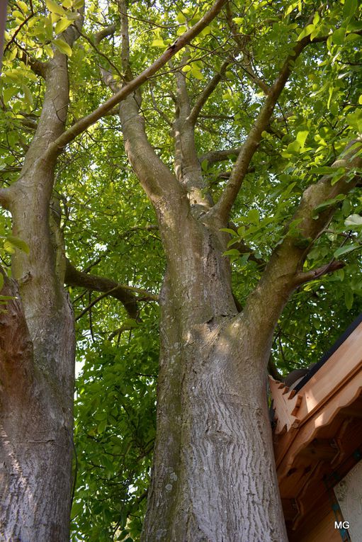 Le jardin de Vincenzo Campisano à Sin-le-Noble.