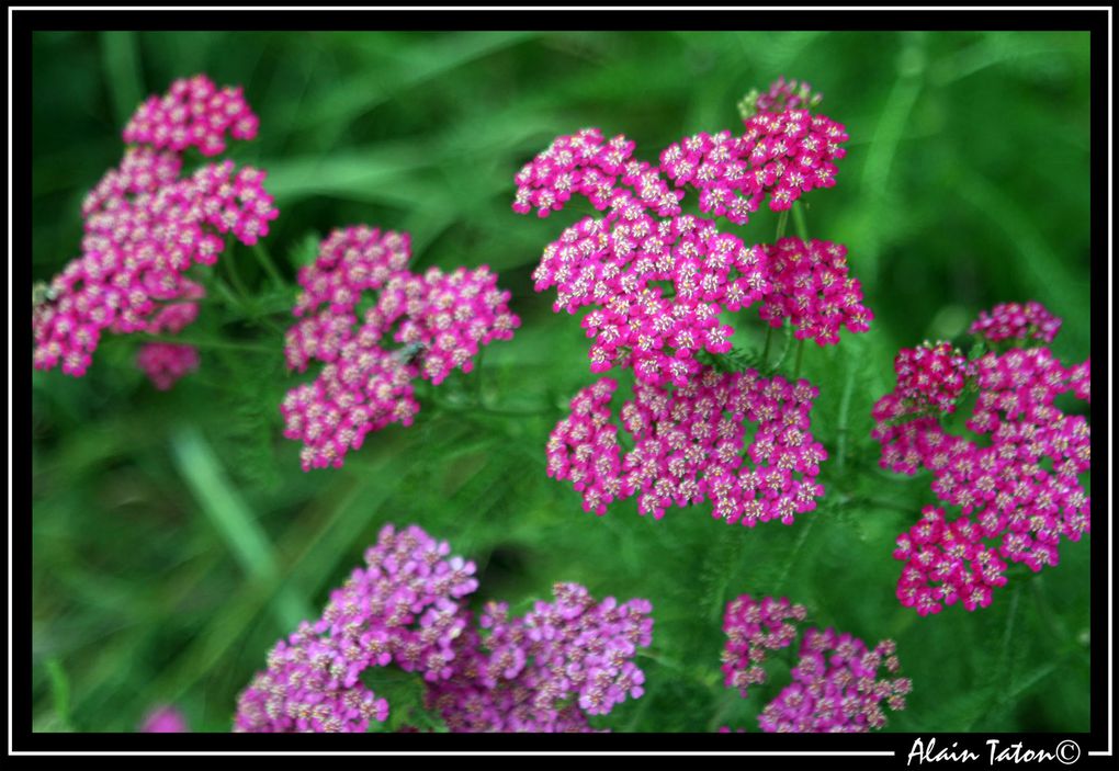 Album - Le-printemps