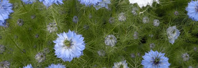 La fleur du mois, novembre.