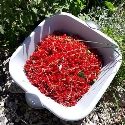 Mon coulis de groseilles rouges...