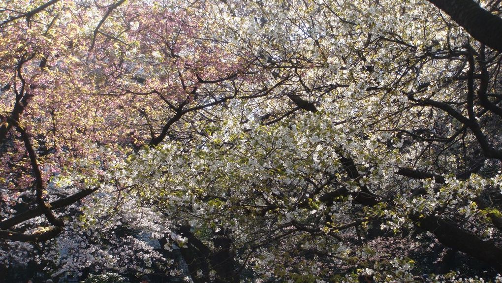 Avant que le printemps n'arrive nous avons passé un weekend au ski avec l'association des français du Japon, puis les fleurs des Sakura si attendues ici sont arrivées!