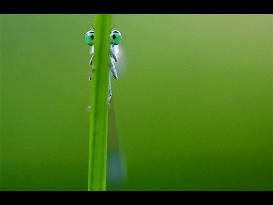 Divers - Il fallait l'attraper