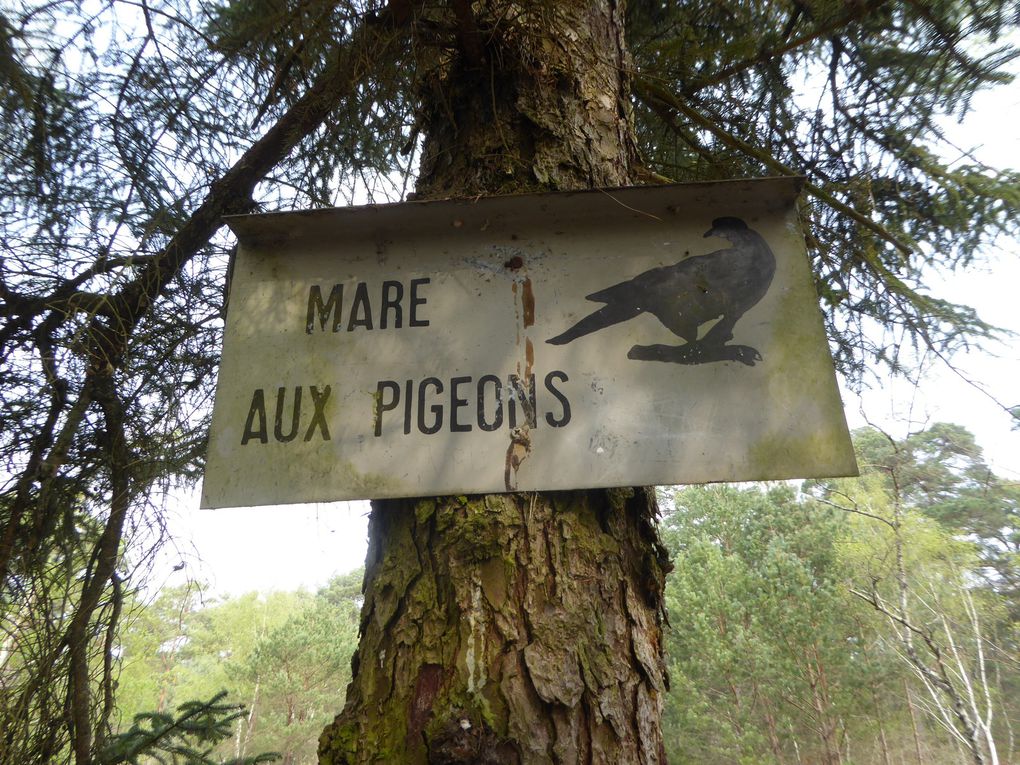 Randonnée forêt de Fontainebleau, circuit des Gorges de Franchard - 15,7 km.