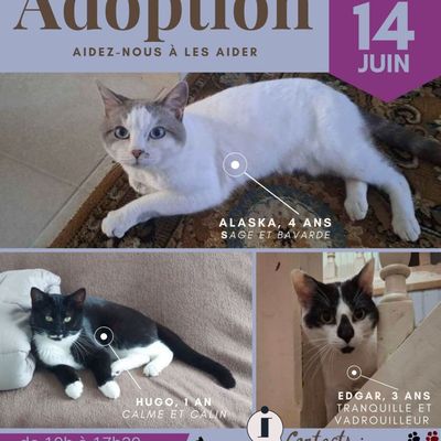 Journée adoptions chats