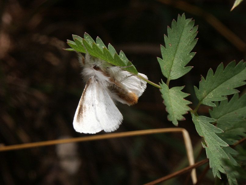 Album - 3b---Papillons-de-nuit