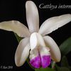 Cattleya intermedia coerulescens x coerula