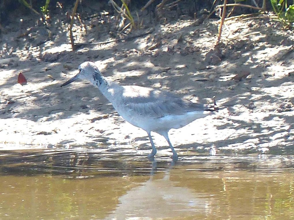 Oiseaux d'Amerique du Nord et Centrale 