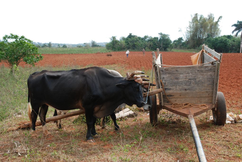 Album - Cuba-Vinales