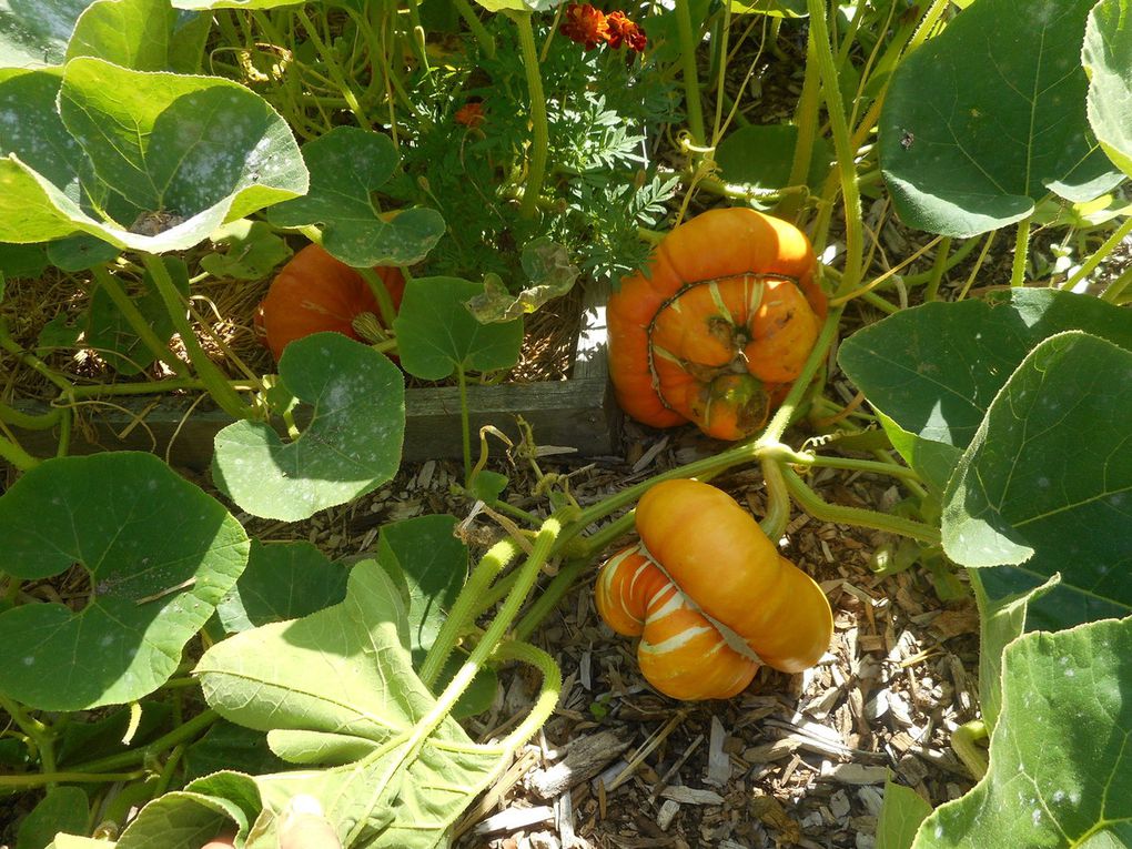 le jardin en fleurs