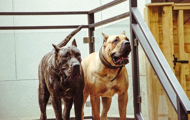 How Will You Deal With the Spanish Mastiff Puppies for Sale? Elaborate.