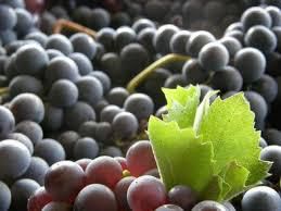 #Tempranillo Producers      Victoria Vineyards  Australia