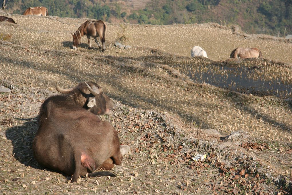 Album - Trek vers l'Annapurna Sud