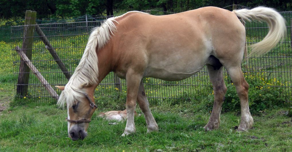 L'arche de Noé d'un croque-mort, d'un boulanger et d'un ex champion de jumping