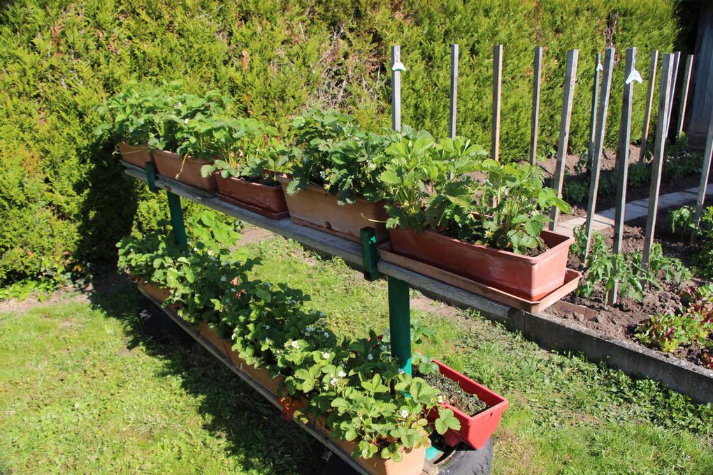 Promenade au jardin en ce mois de mai