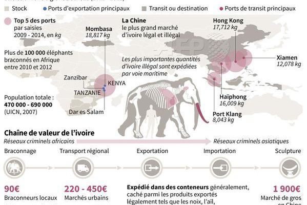 En Afrique, le crime organisé décime les éléphants