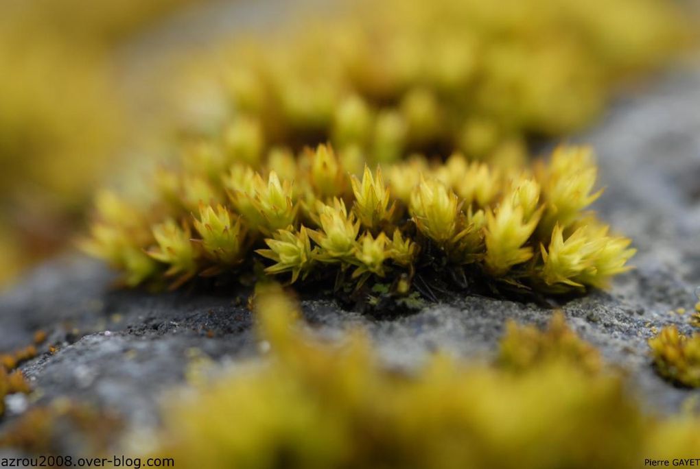 photos prises aux alentours du village de Chemilly, dans l'Allier (03), ainsi que dans la Nièvre (58) et le Puy-de-Dôme (63). Vous y trouverez principalement des photos d'insectes et de fleurs.