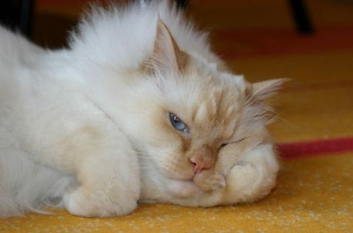 Animaux Humour Le Regne Animal Blog De Fanfan