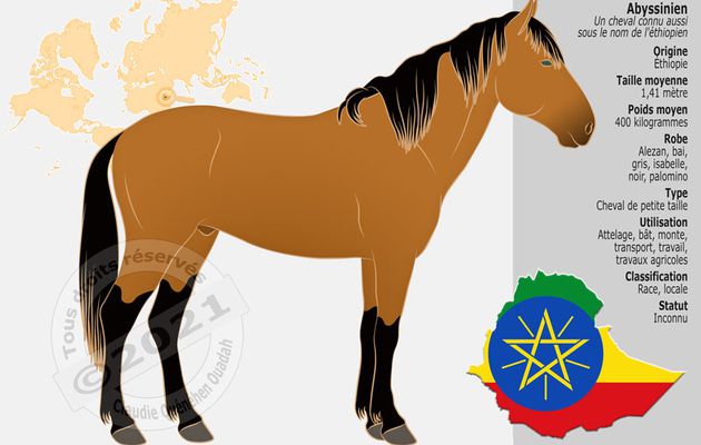 L'Abyssinien, une des races de chevaux les plus anciennes