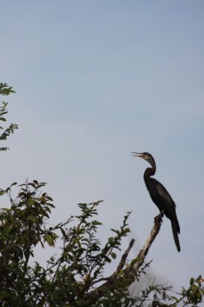 Album - TONE-SAP-LAKE-ET-RESSSERVE-ORNITHOLOGIQUE