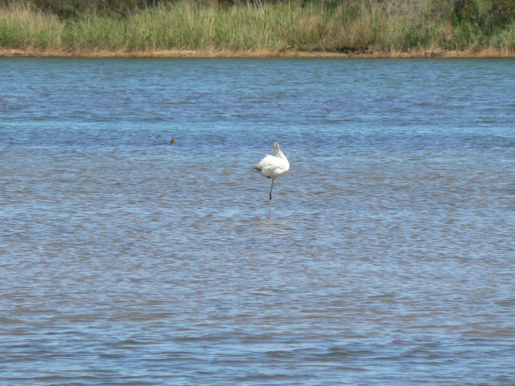 Album - Etang-de-Villepey (mai 2012)