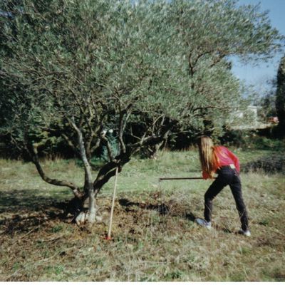 Nostalgie d'oiseau migrateur,histoire d' itinérance et d' arbres enracinés