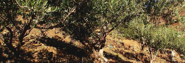 L'huile d'olive (oli de oliva), un or vert !