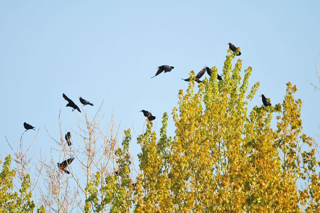 Corbeau freux (Corvus frugilegus).