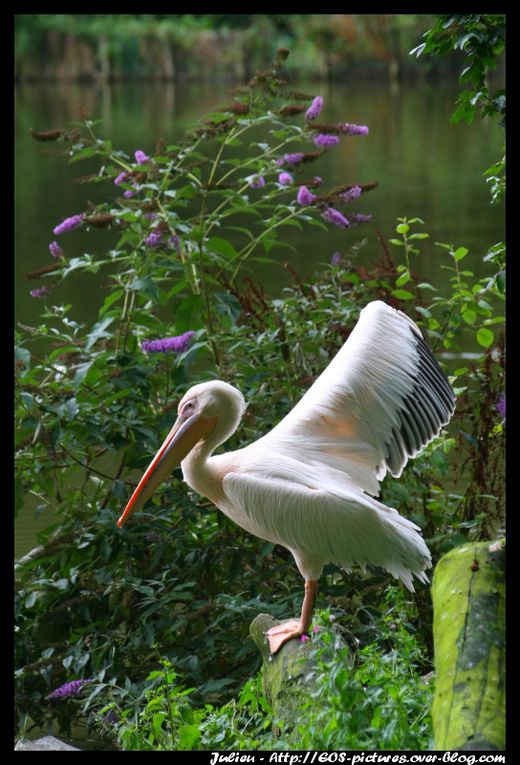 Photos du parc Paradisio de l'année 2008.