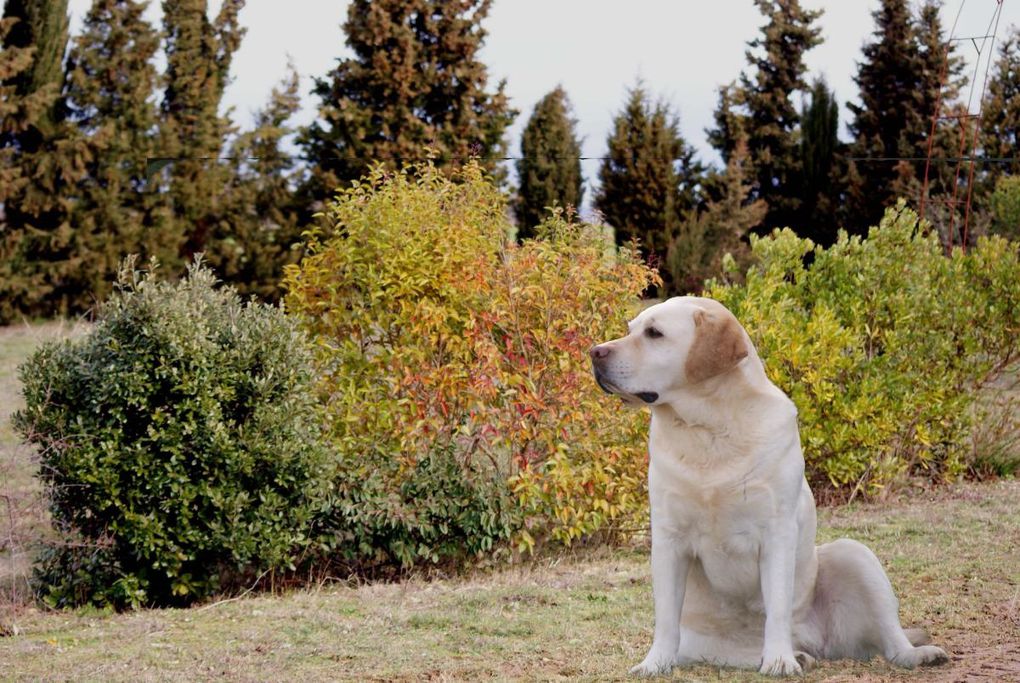 Chiens et chats divers rencontrés ou gardés chez moi... ou en visite !!