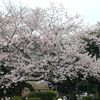 O-hanami