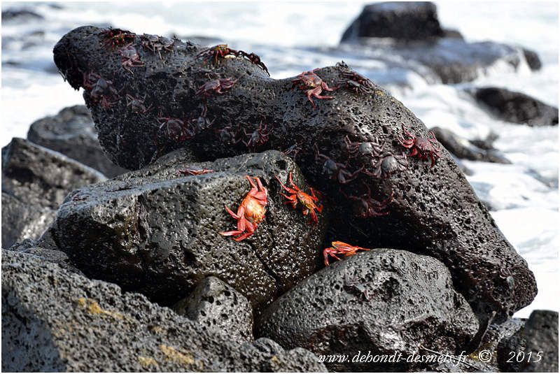 Crabe rouge des Galápagos (Grapsus grapsus)