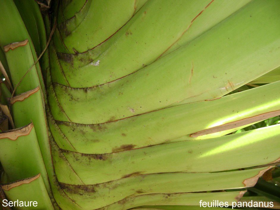 Tout un florilège de fleurs et de fruits de polynesie
Au fil des articles découvrez ou redécouvrez les merveilles que nous offre la nature
