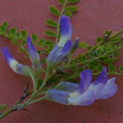 179 - Les Fleurs bleues du Sophora davidii