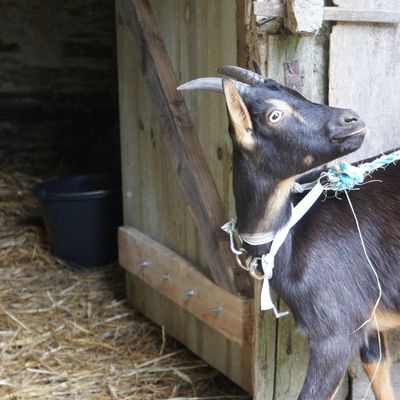 Les chèvres: polyvalents ces petits ruminants!