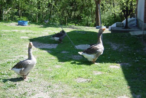 Quelques photos du canal de Briare, du canal lat&eacute;ral&nbsp;et du canal d'Orl&eacute;ans.