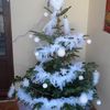 Mon blanc sapin.......roi des iles!