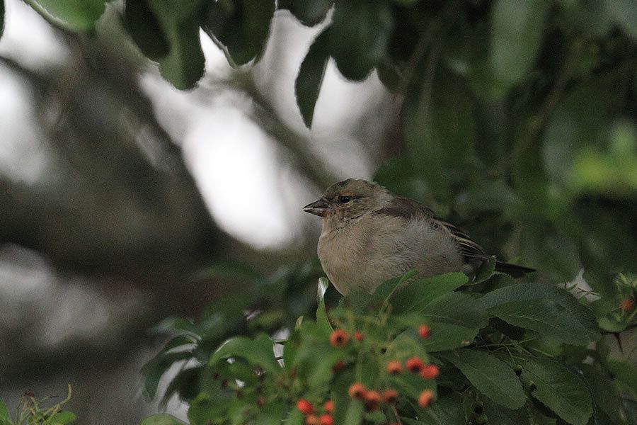 Album - Faune-Oiseau-9