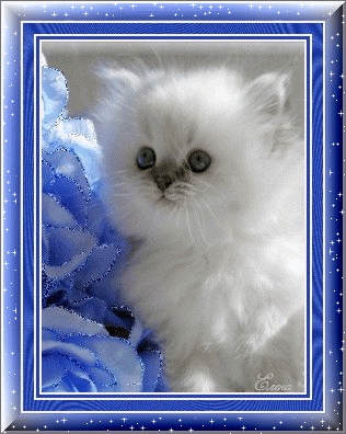Chaton Angora Cute Gif Scintillant Gratuit Le Monde Des Gifs