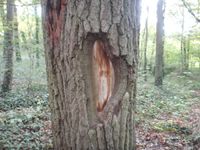 Sortie en forêt