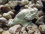 Voyage-plongée: Poisson-pierre au venin mortel