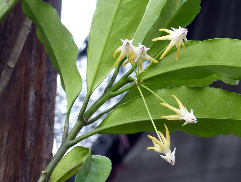 Mes archives de Thaïlande (14) - Fleurs du jour (23-29)