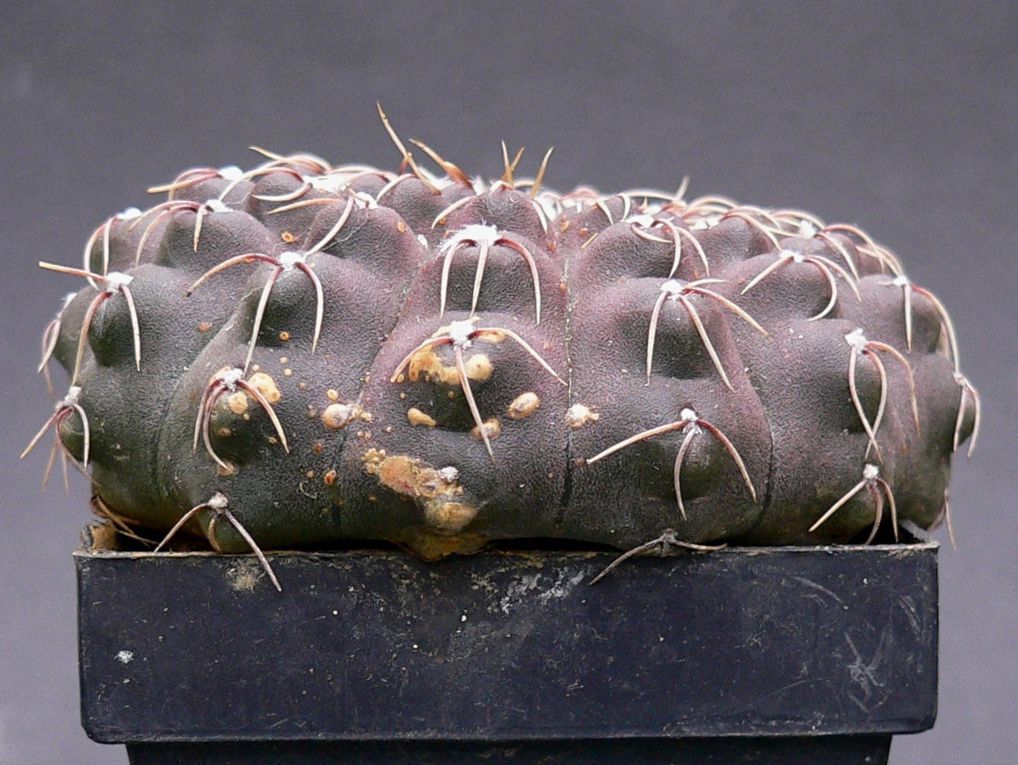 Plantes au port habituellement bas et à la spination très variable. Les fleurs se caractérisent par leur calice nu et écailleux. Le genre a une vaste aire de répartition dans les 2 tiers sud de l'Amérique du sud. Album des espèces de A à M.