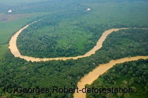 Une série d'image du véritable massacre écologique qui est en cours à Bornéo. Exploitation des bois précieux, du charbon de bois, plantation de palmiers à huile... Un sacré cocktail...!