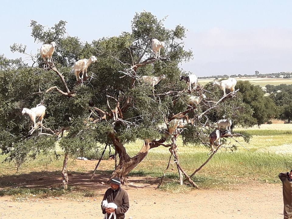 ESSAOUIRA