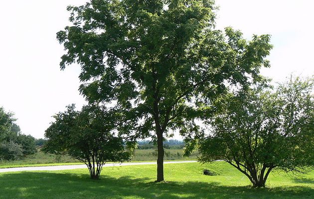 the black walnut