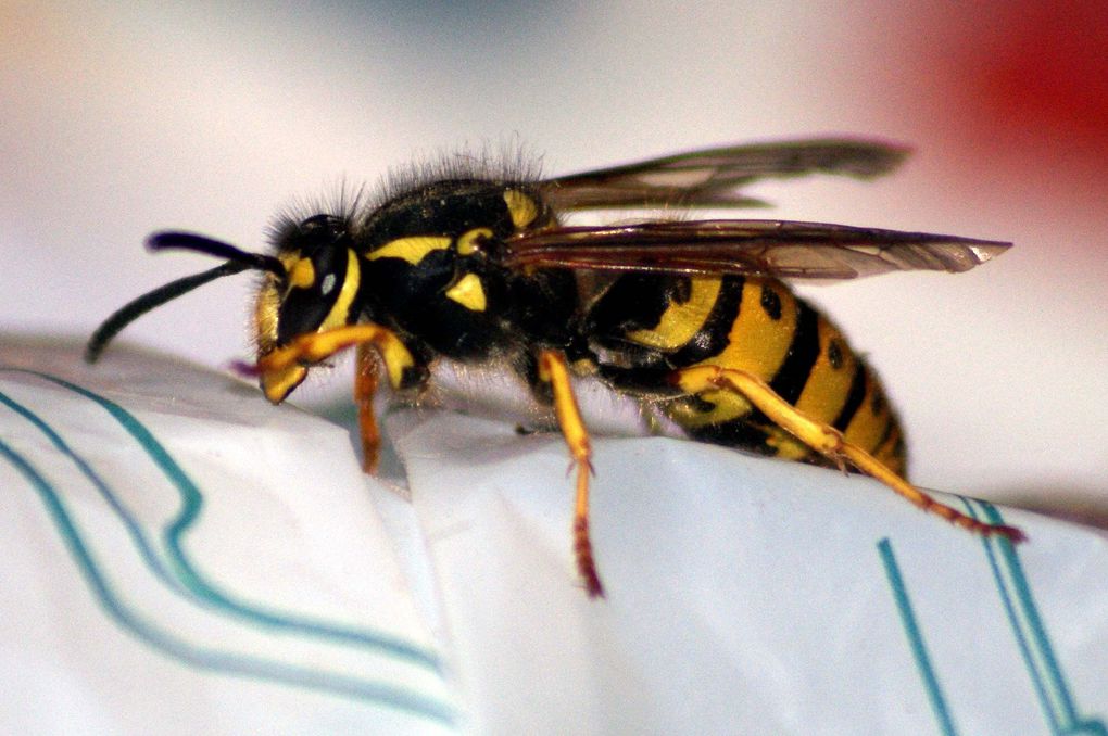 Photos d'insectes et d'araignées généralement en macro