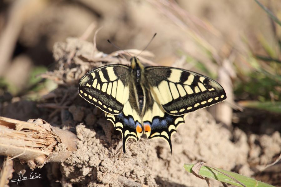 Machaon