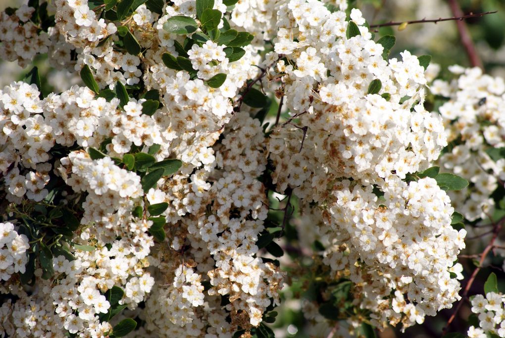 Fleurs de printemps de mon jardin ou des jardins de mes amies...