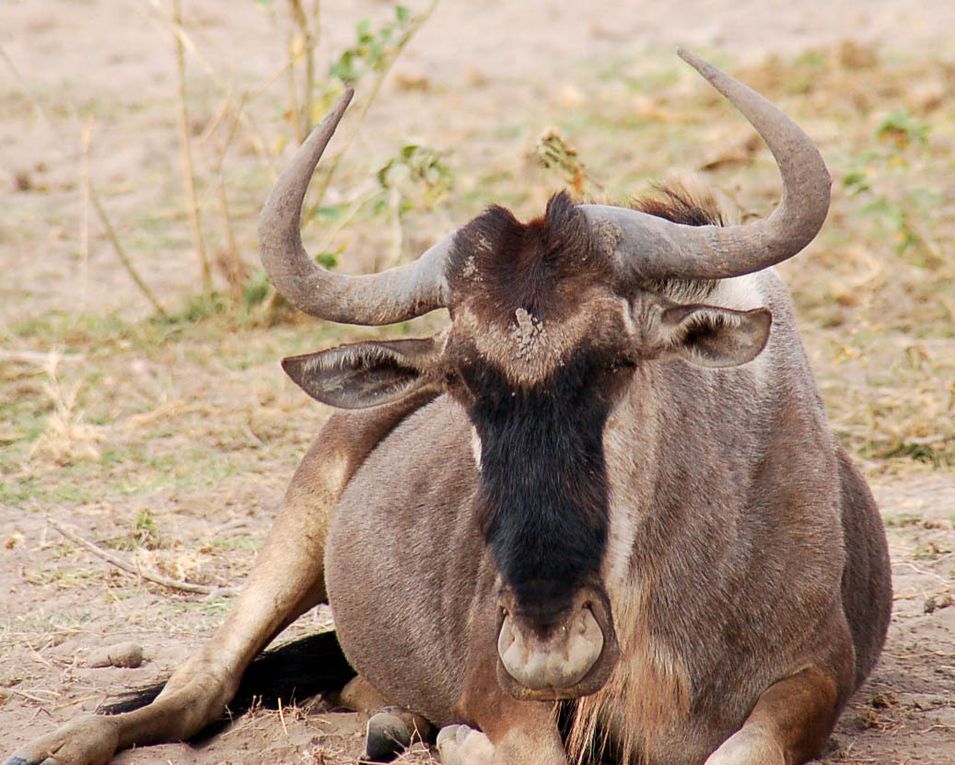 Photos d'animaux à Masaï-Mara, Amboseli, Tsavo est