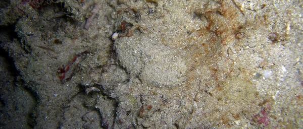 Crabe camouflé de l’océan Indien à Mayotte
